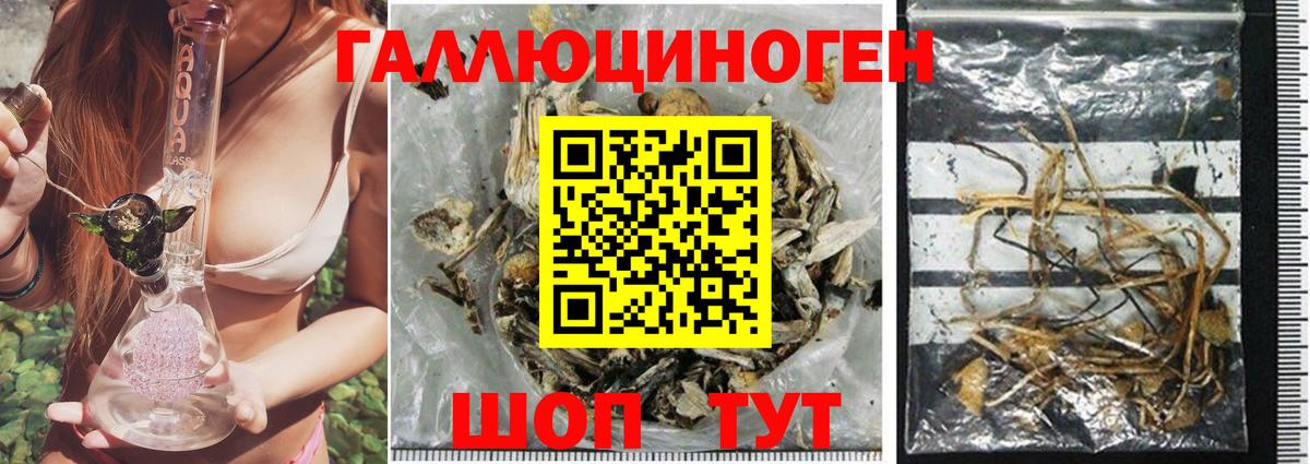 Галлюциногенные грибы Cubensis  Апшеронск 